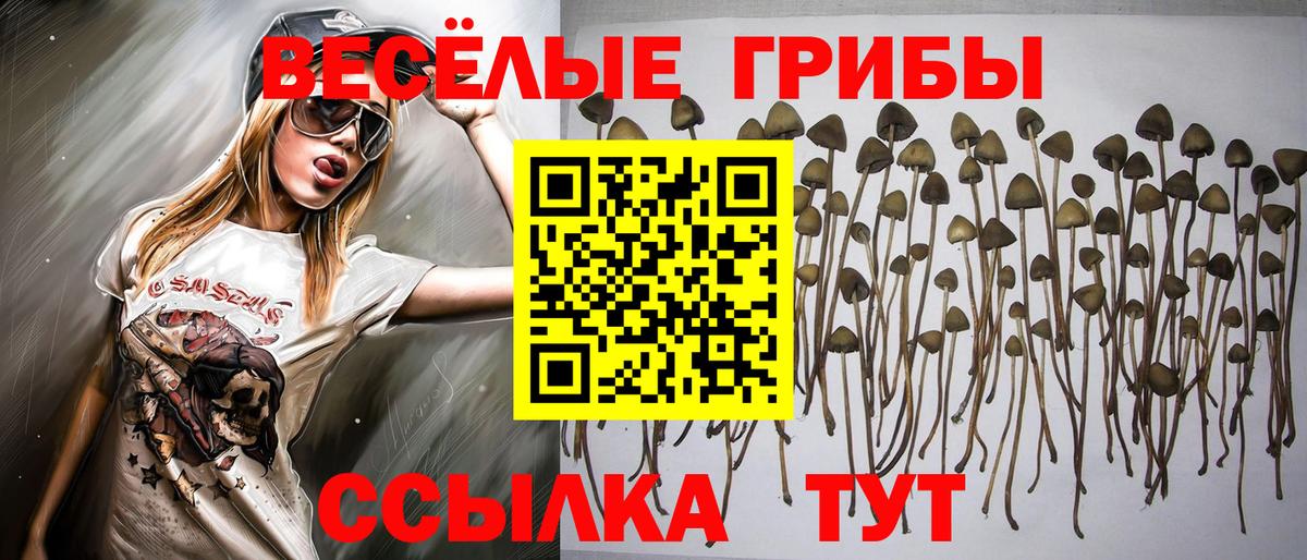 Псилоцибиновые грибы прущие грибы Михайловск